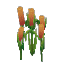 River Reeds