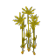 Papyrus Reeds