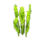 Poison Reeds