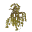 Sallow Leaves