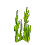 Green Seaweed