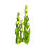 Green Seaweed Bulbs