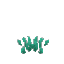 Short Seaweed