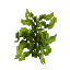 Wet Seaweed