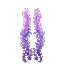 Aurora Seaweed