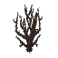Shrub