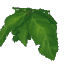 Tropical Leaves